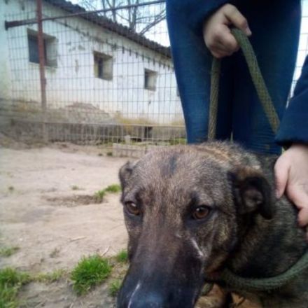 Lufi, Unsere Mutter Nyunyu hat man hochträchtig in der