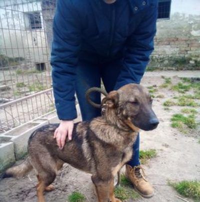 Mogyi, Unsere Mutter Nyunyu hat man hochträchtig in der