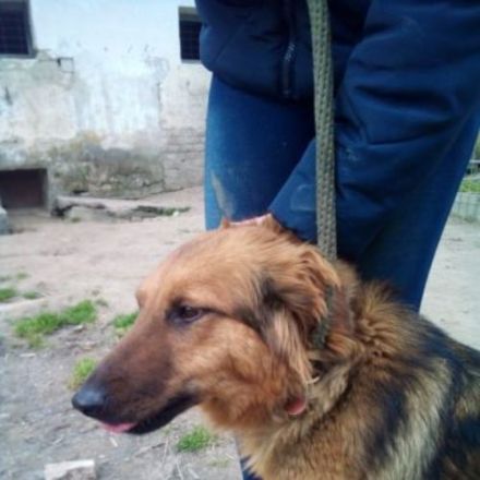 Pogacsa, Unsere Mutter Nyunyu hat man hochträchtig in