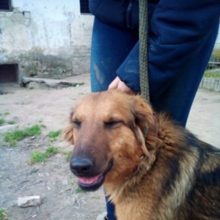 Pogacsa, Unsere Mutter Nyunyu hat man hochträchtig in