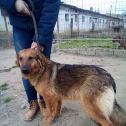 Pogacsa, Unsere Mutter Nyunyu hat man hochträchtig in