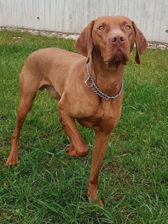 Hugo von der Dresdner Heide