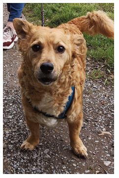 Hier ist Link, ein kleiner süßer, lockiger Fratz, der