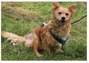 Hier ist Link, ein kleiner süßer, lockiger Fratz, der