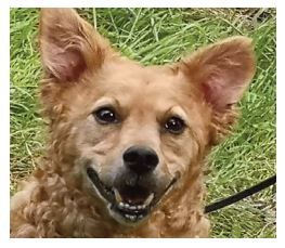 Hier ist Link, ein kleiner süßer, lockiger Fratz, der