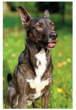 Balou, Schweren Herzens werde ich freigegeben – frei