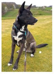 Balou, Schweren Herzens werde ich freigegeben – frei