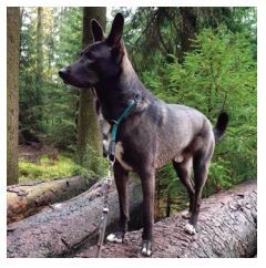 Balou, Schweren Herzens werde ich freigegeben – frei