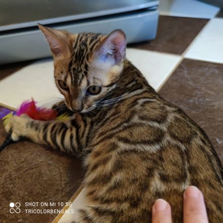 Tricolor Velvet Rosetten