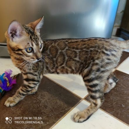 Tricolor Velvet Rosetten