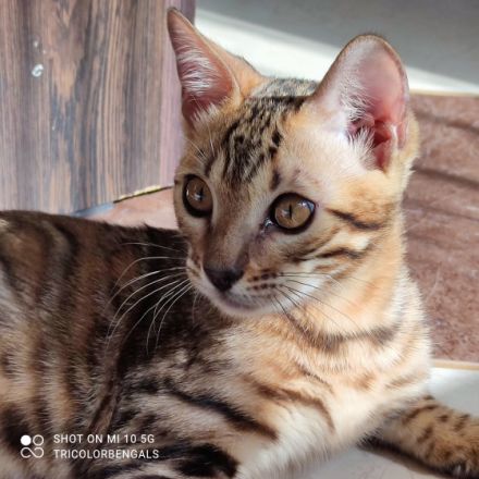 Tricolor Velvet Rosetten