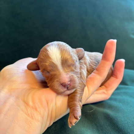 Cavapoo aus liebevoller  Hausaufzucht!!