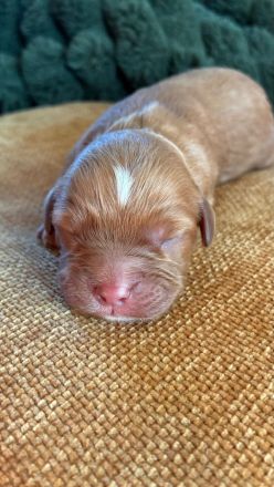 Cavapoo aus liebevoller  Hausaufzucht!!