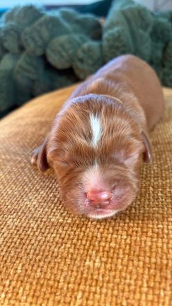 Cavapoo aus liebevoller  Hausaufzucht!!