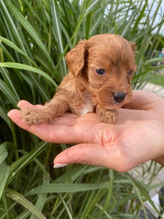 Cavapoo aus liebevoller  Hausaufzucht!!