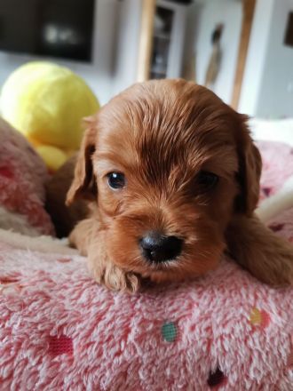 Cavapoo aus liebevoller  Hausaufzucht!!