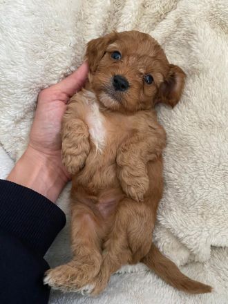 Cavapoo aus liebevoller  Hausaufzucht!!
