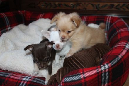 Chihuahua Reinrassig klein bleibend geimpft entwurmt