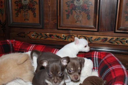 Chihuahua Reinrassig klein bleibend geimpft entwurmt