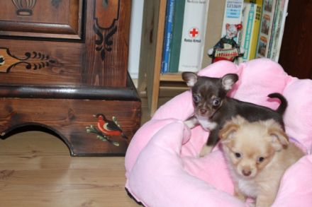 Chihuahua Reinrassig klein bleibend geimpft entwurmt