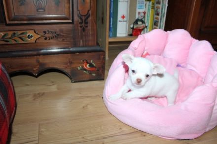 Chihuahua Reinrassig klein bleibend geimpft entwurmt