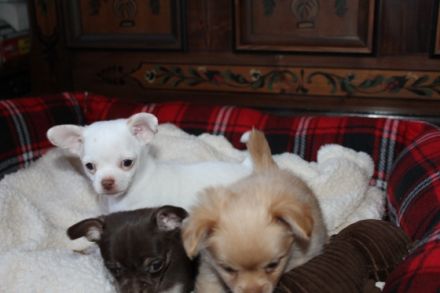 Chihuahua Reinrassig klein bleibend geimpft entwurmt