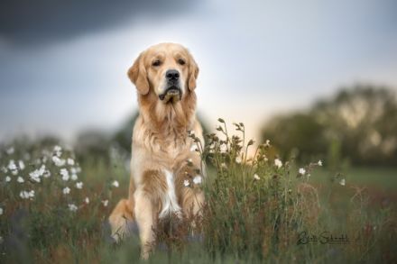 Pharao Tales of Mystery