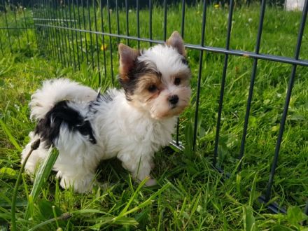 Wir haben noch ein wunderschöner Bieweryorkshire