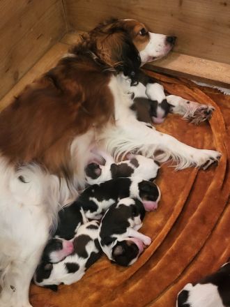 Wurfplanung für 2024 Die Zuchtstätte von der Villa