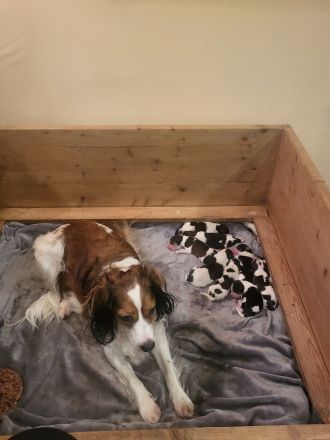 Wurfplanung für 2024 Die Zuchtstätte von der Villa