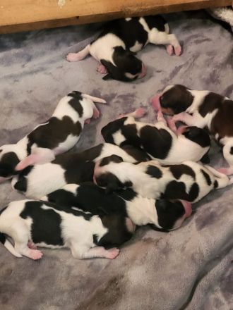 Wurfplanung für 2024 Die Zuchtstätte von der Villa