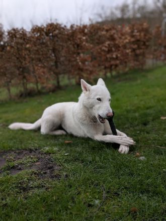 Whitefang's ... of Angou Loup's Mountain
