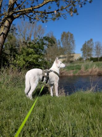 Whitefang's ... of Angou Loup's Mountain