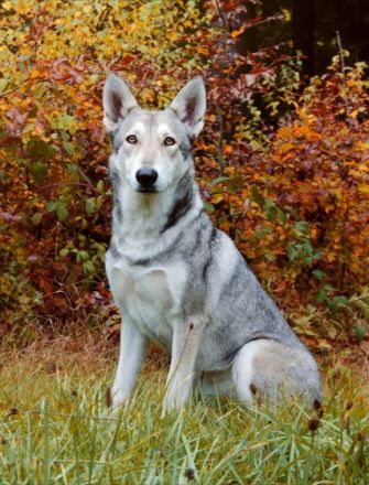Whitefang's ... of Angou Loup's Mountain