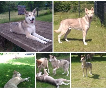 Whitefang's ... of Angou Loup's Mountain