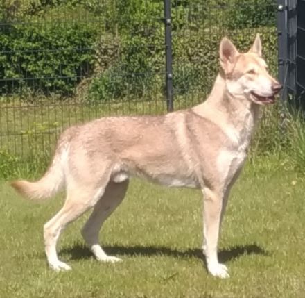 Whitefang's ... of Angou Loup's Mountain