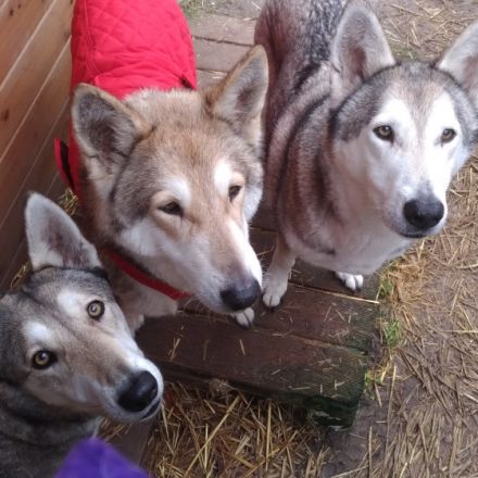 Whitefang's ... of Angou Loup's Mountain