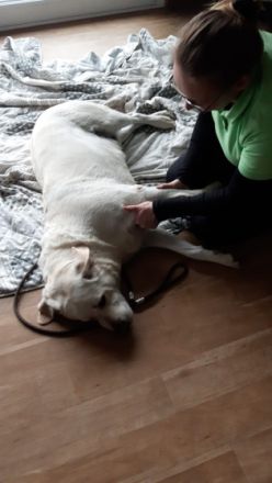 mobile Tierphysiotherapie Silke Butzlaff