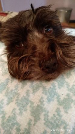 Xyros von Lexow Rufname Kuno