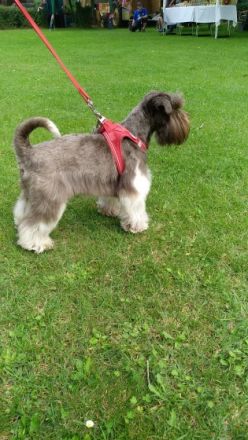 Xyros von Lexow Rufname Kuno