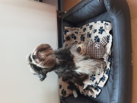 Xyros von Lexow Rufname Kuno