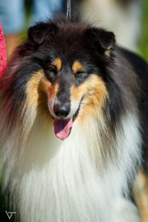 Dawning Hope z Bohušova vrchu