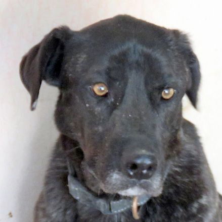 Apollo 3, Apollo (Schulterhöhe ca. 52 cm) und Zeus