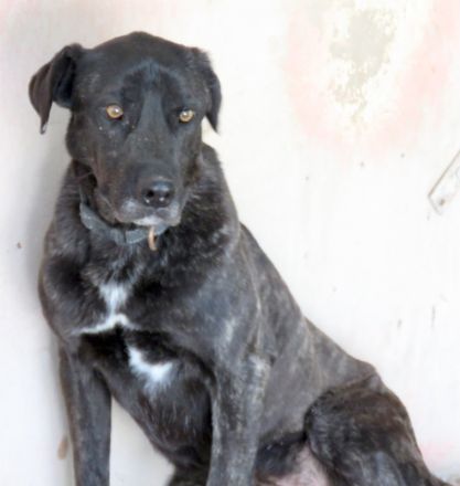 Apollo 3, Apollo (Schulterhöhe ca. 52 cm) und Zeus