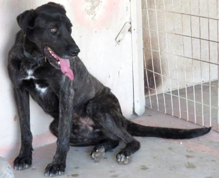 Apollo 3, Apollo (Schulterhöhe ca. 52 cm) und Zeus