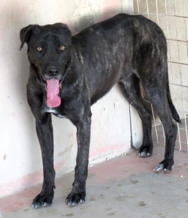 Apollo 3, Apollo (Schulterhöhe ca. 52 cm) und Zeus