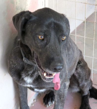 Apollo 3, Apollo (Schulterhöhe ca. 52 cm) und Zeus