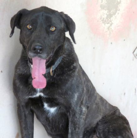 Apollo 3, Apollo (Schulterhöhe ca. 52 cm) und Zeus