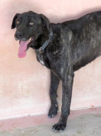 Apollo 3, Apollo (Schulterhöhe ca. 52 cm) und Zeus