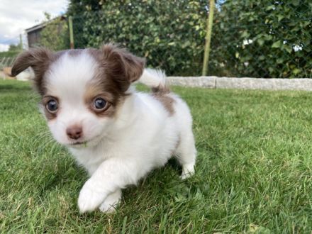 Chihuahuakuschelnest